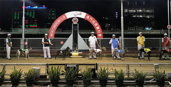 新澳门开奖结果2024开奖记录，全面解答解释落实_app94.83.31