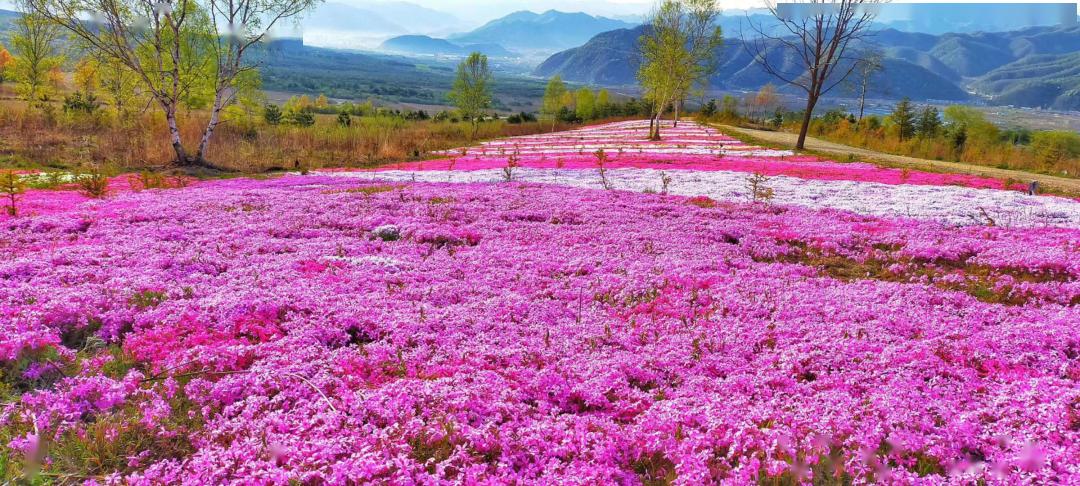 粉紫花海迎冬绽放——一场视觉盛宴等你来打卡