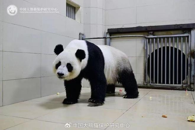 欢迎回家！南半球顶流已回国