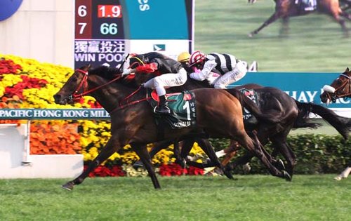 香港国际赛事2024，中国香港赛驹勇夺三项一级赛桂冠，展现无与伦比的竞技风采
