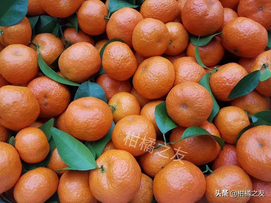 砂糖橘今年涨价近三成，背后的原因及影响