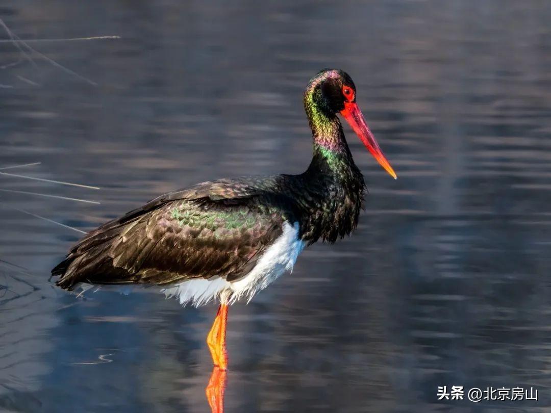 北京房山拒马河水清了，生态环境改善吸引27只黑鹳返回觅食地