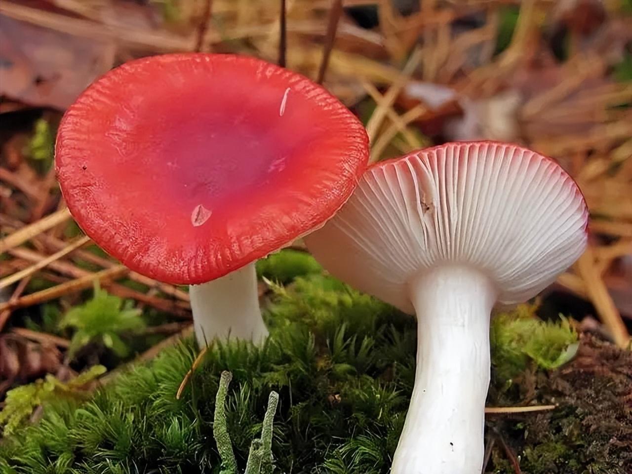 警惕致幻蘑菇，别被生长工具包马甲蒙蔽