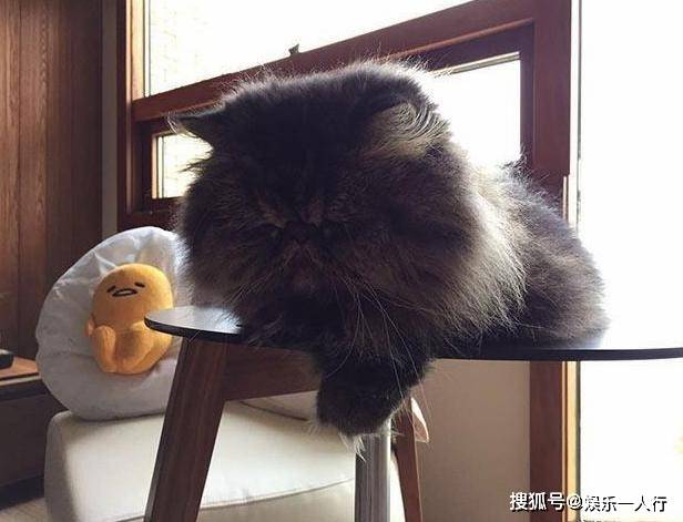 小新的Vlog大熊猫安可组合香港见公众，圈粉无数海内外游客！