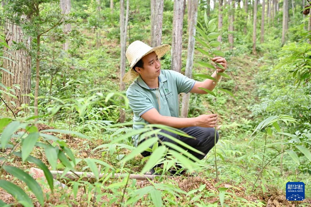 高质量发展调研行探访藏于浙江乡村的石斛森林