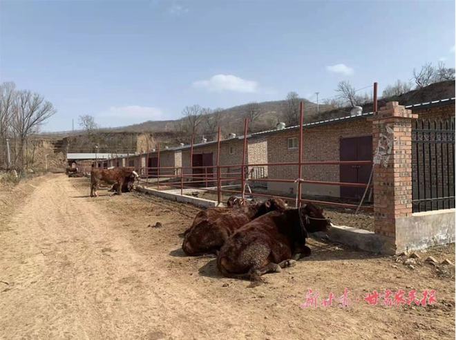 甘肃平凉崆峒区，念好养牛经 犇上致富路