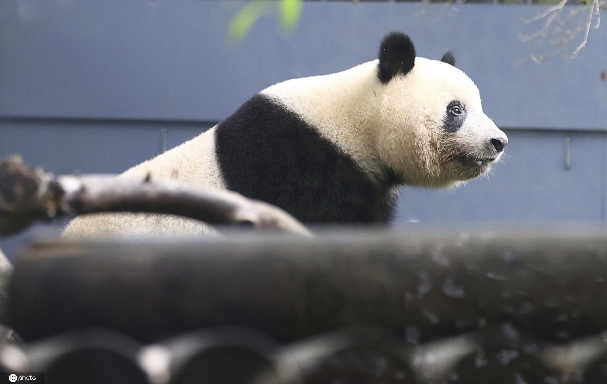 大熊猫安安与可可抵达香港，开启萌态之旅与公众见面