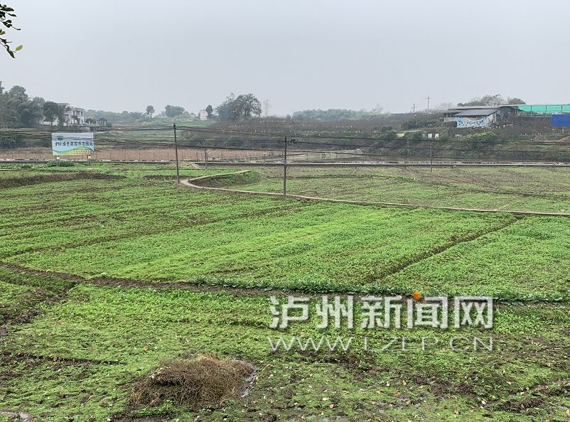 湖南嘉禾，建好菜园稳供给助增收